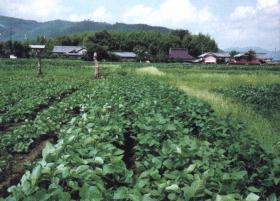 Nature-farming vegetable fieid.