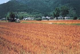 Reimei Church's nature-farming wheat field.