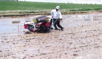 Transplanting rice seedlings by machine.