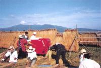 Church volunteers help thresh rice.