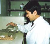 Giving Johrei to mice in the treated group.