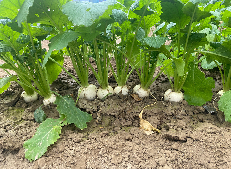 無施肥無農薬栽培風景1