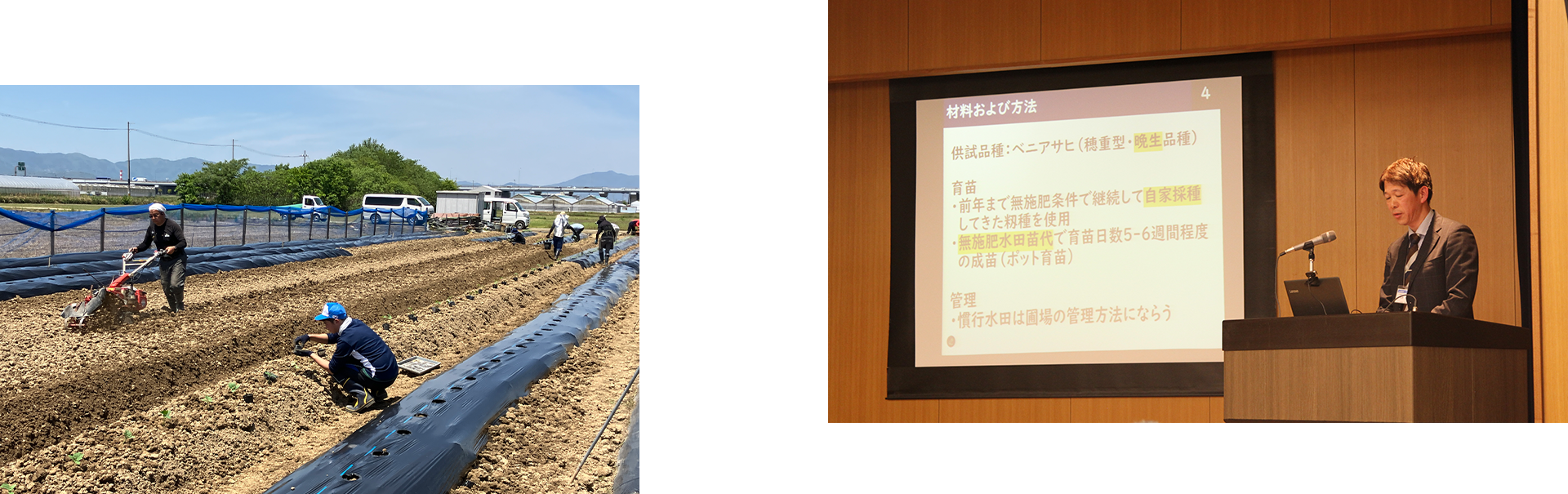 無施肥無農薬栽培風景2