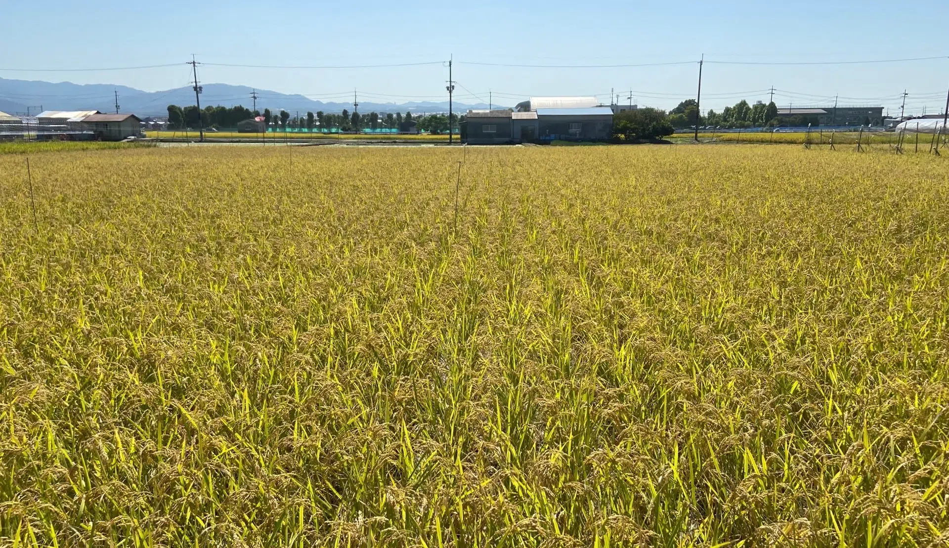 世界救世教黎明教会